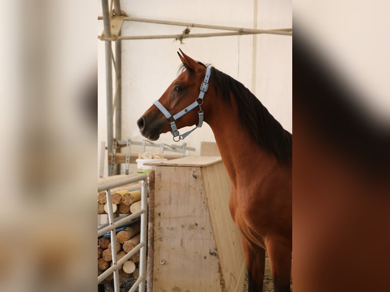 Árabe Shagya Caballo castrado 5 años 154 cm Castaño in Neuhaus in der Wart