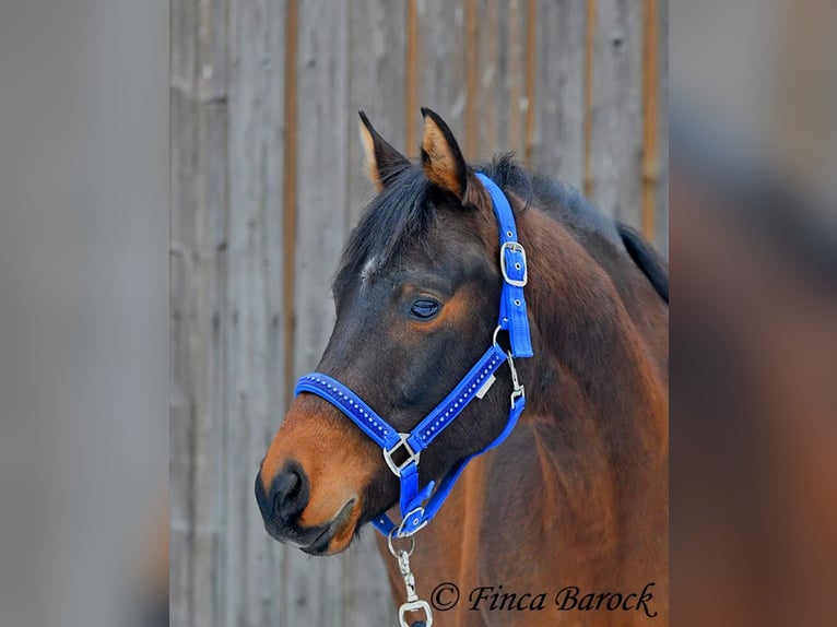 Árabe Shagya Caballo castrado 6 años 150 cm Castaño in Wiebelsheim