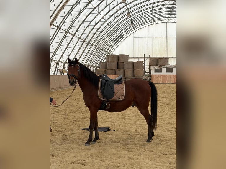 Árabe Shagya Caballo castrado 6 años 153 cm Castaño in Neuhaus in der Wart