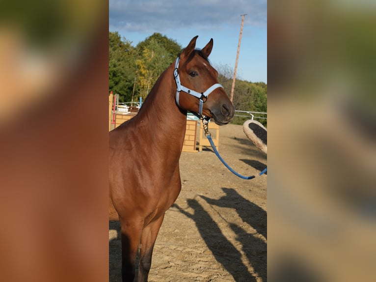 Árabe Shagya Caballo castrado 6 años 153 cm Castaño in Neuhaus in der Wart