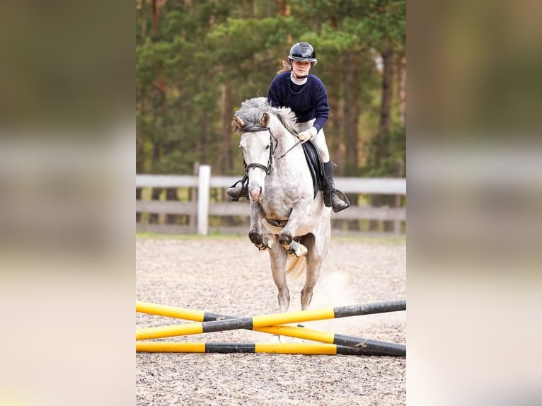 Árabe Shagya Caballo castrado 6 años 160 cm Tordo in Jarszewo