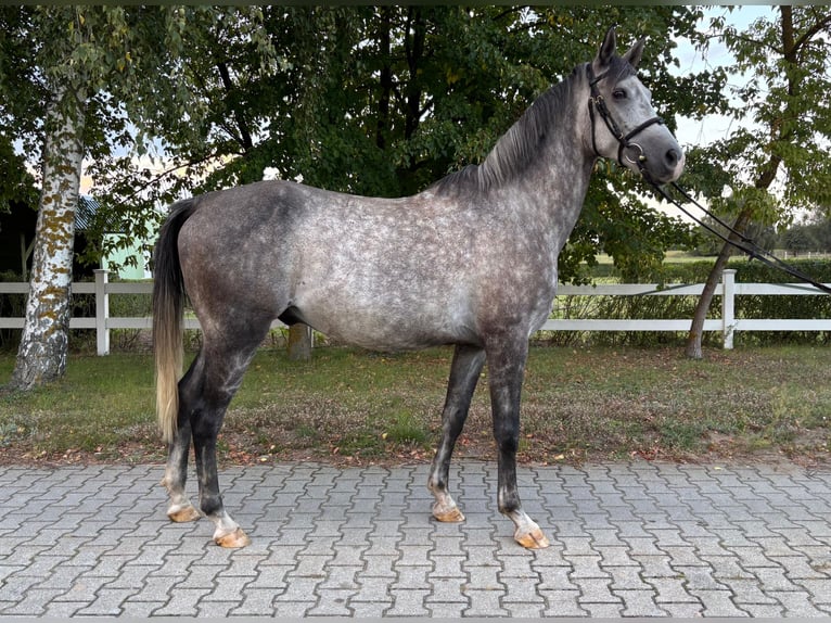 Árabe Shagya Caballo castrado 6 años 163 cm Tordo in Zielona G&#xF3;ra