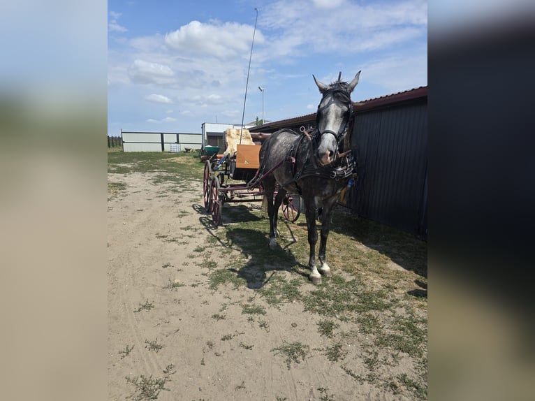 Árabe Shagya Caballo castrado 6 años 163 cm Tordo in Zielona G&#xF3;ra