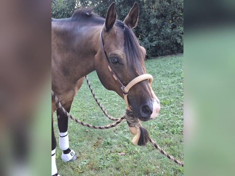 Árabe Shagya Caballo castrado 7 años 150 cm Castaño in Oberbergkirchen