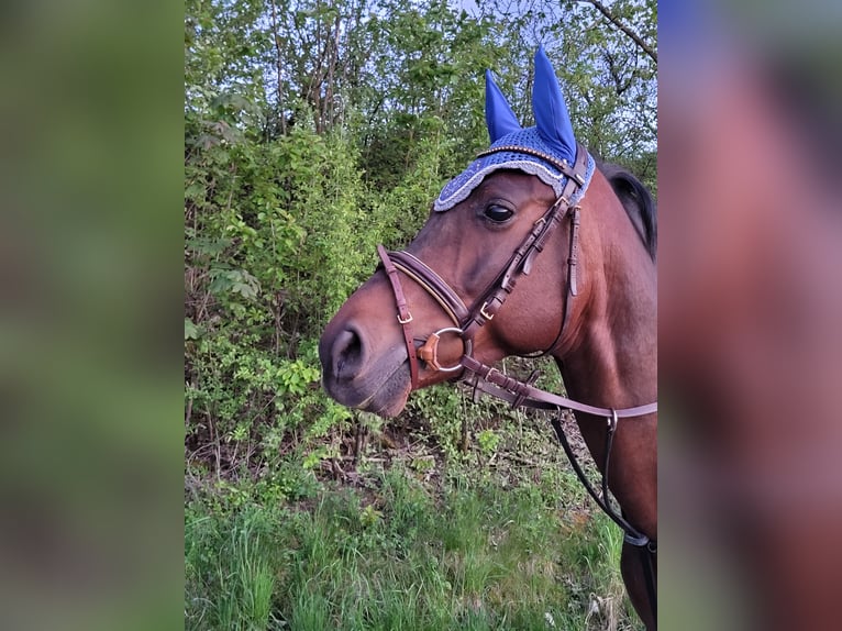 Árabe Shagya Caballo castrado 7 años 153 cm Castaño oscuro in Öhringen