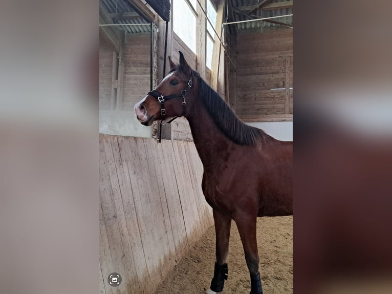 Árabe Shagya Caballo castrado 7 años 162 cm Castaño in Dettingen