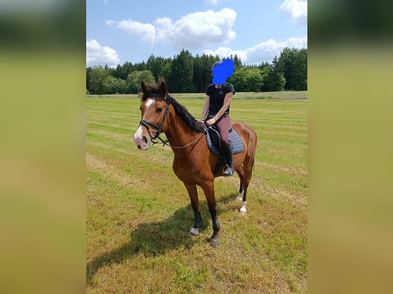 Árabe Shagya Caballo castrado 7 años 162 cm Castaño in Dettingen