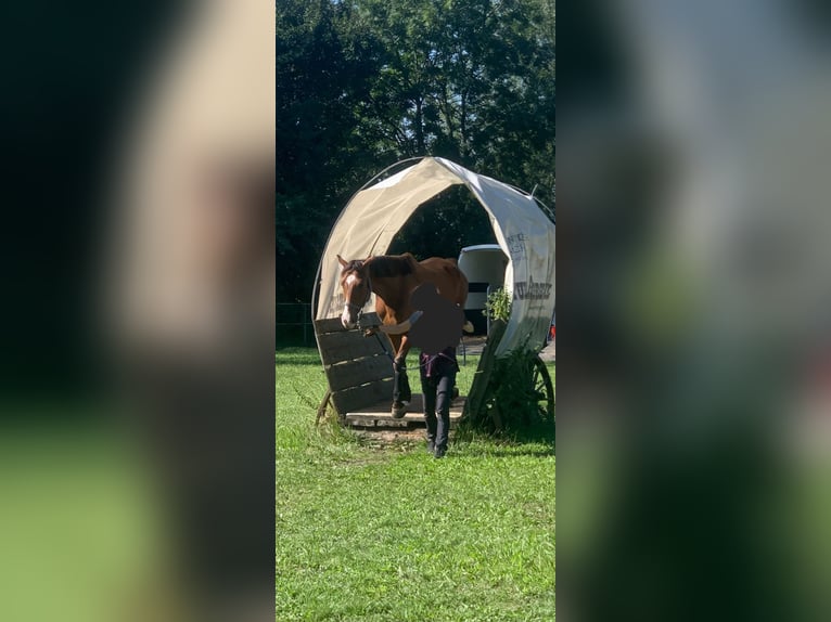 Árabe Shagya Caballo castrado 7 años 162 cm Castaño in Dettingen