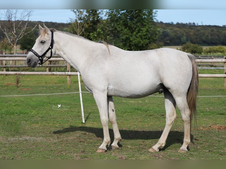 Árabe Shagya Caballo castrado 8 años 152 cm Tordo in Versmold