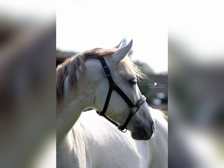 Árabe Shagya Caballo castrado 8 años 152 cm Tordo in Versmold