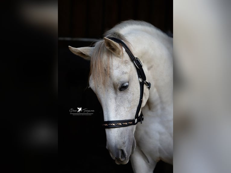 Árabe Shagya Caballo castrado 8 años 152 cm Tordo in Versmold