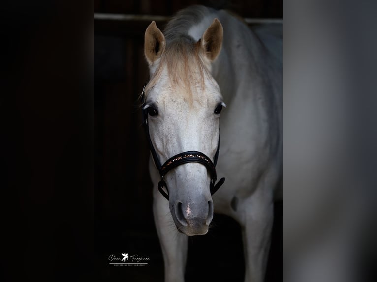 Árabe Shagya Caballo castrado 8 años 152 cm Tordo in Versmold