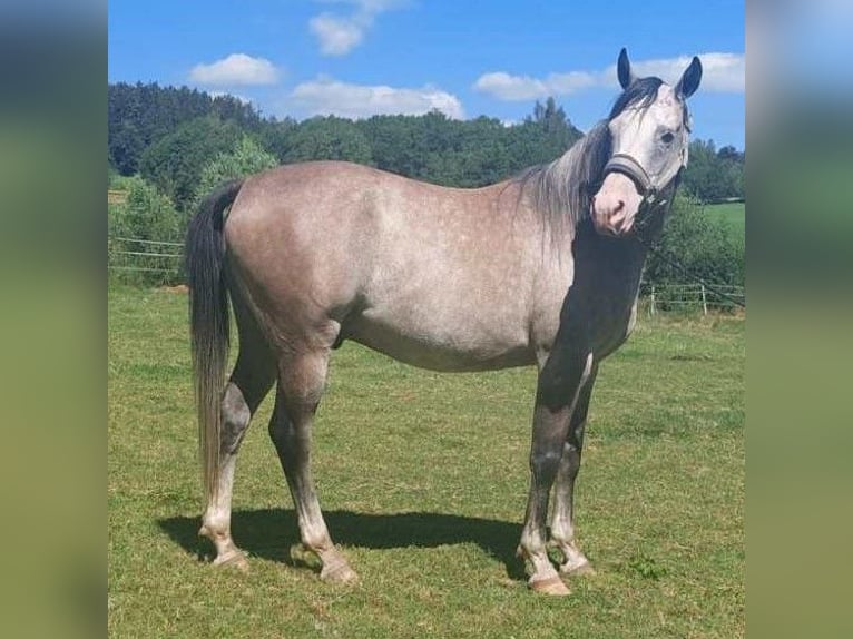 Árabe Shagya Caballo castrado 9 años 153 cm Musgo marrón in Tiefenbach