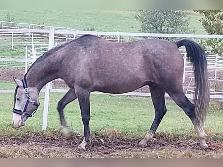 Árabe Shagya Caballo castrado 9 años 153 cm Musgo marrón in Tiefenbach