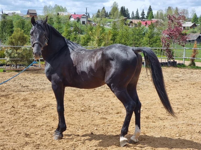 Árabe Shagya Semental 12 años 155 cm Morcillo in Şaru Dornei