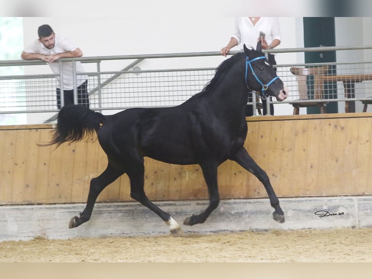 Árabe Shagya Semental 16 años 152 cm Negro in Tiefenbach