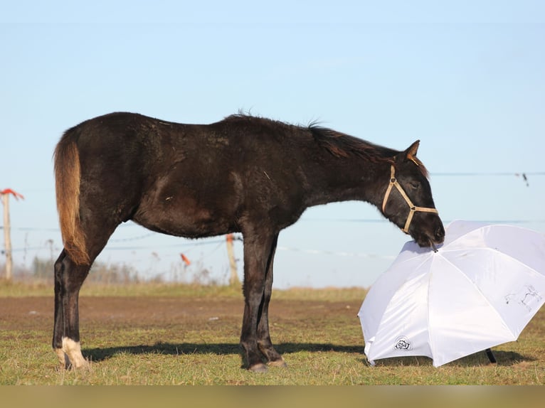 Árabe Shagya Semental 1 año 155 cm Negro in Kladruby