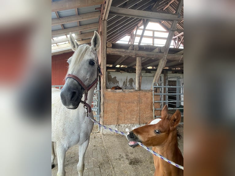 Árabe Shagya Semental 1 año 157 cm Castaño claro in K&#xF6;hn