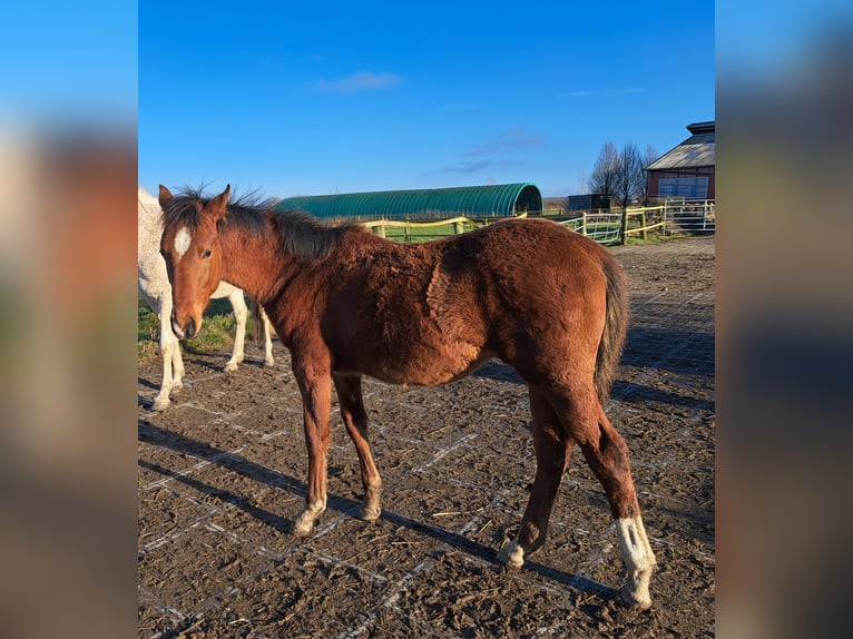 Árabe Shagya Semental 1 año 157 cm Castaño claro in K&#xF6;hn