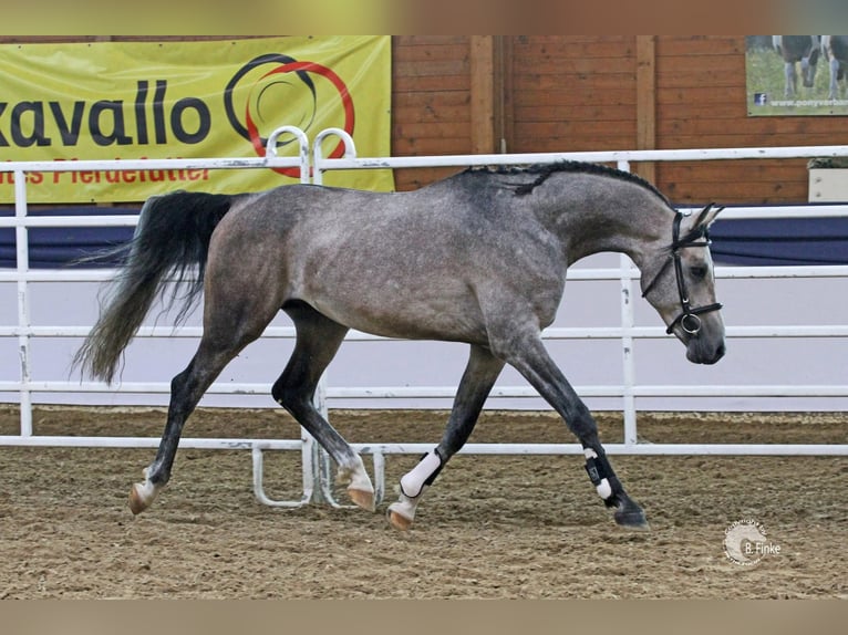 Árabe Shagya Semental 1 año 157 cm Musgo in Rotenburg an der Fulda