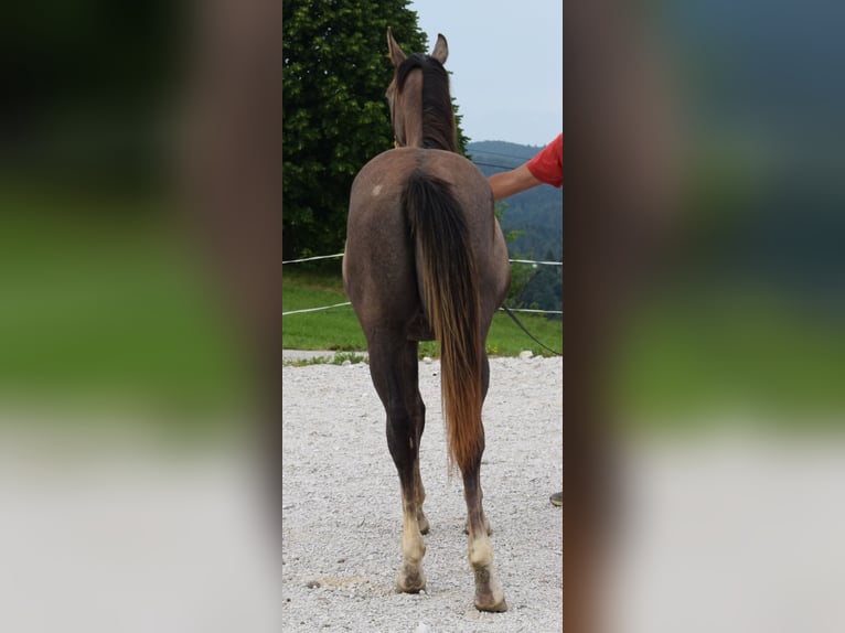 Árabe Shagya Semental 1 año 158 cm Tordo in Pragersko