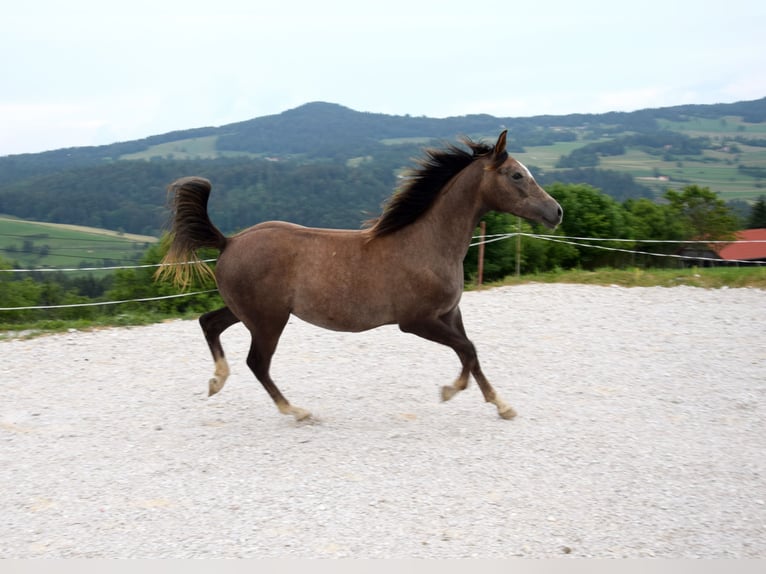 Árabe Shagya Semental 1 año 158 cm Tordo in Pragersko