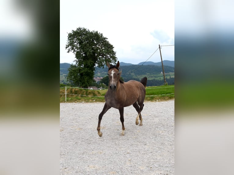 Árabe Shagya Semental 1 año 158 cm Tordo in Pragersko