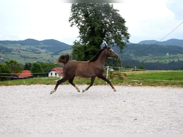 Árabe Shagya Semental 1 año 158 cm Tordo in Pragersko