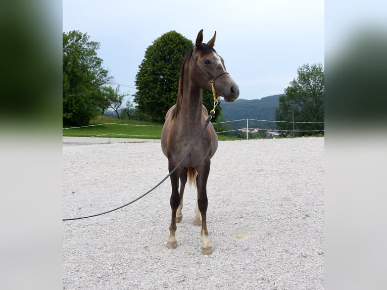 Árabe Shagya Semental 1 año 158 cm Tordo in Pragersko