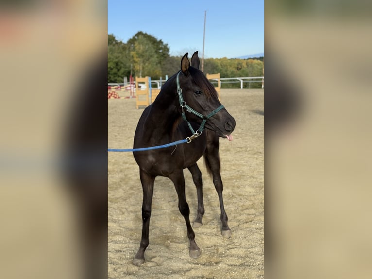 Árabe Shagya Semental 1 año 160 cm Alazán-tostado in Neuhaus in der Wart