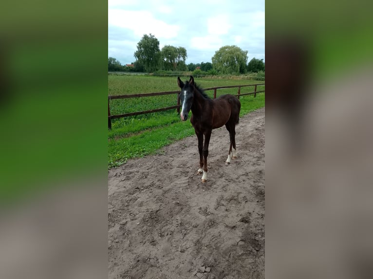 Árabe Shagya Semental 1 año 160 cm Tordillo negro in Nienhagen