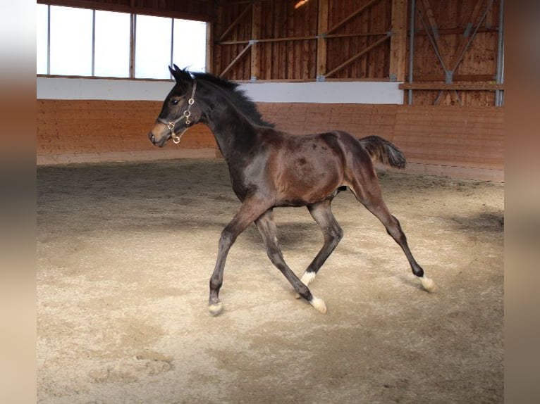 Árabe Shagya Semental 1 año Castaño in Tiefenbach