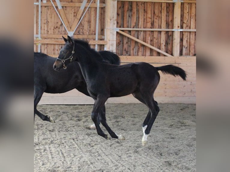 Árabe Shagya Semental 1 año Castaño in Tiefenbach