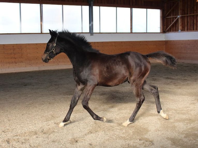 Árabe Shagya Semental 1 año Castaño in Tiefenbach