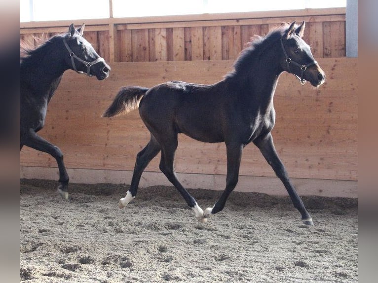 Árabe Shagya Semental 1 año Castaño in Tiefenbach