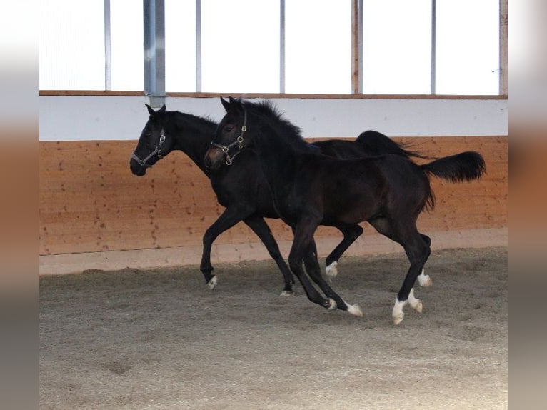 Árabe Shagya Semental 1 año Castaño in Tiefenbach