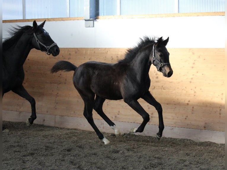 Árabe Shagya Semental 1 año Castaño in Tiefenbach