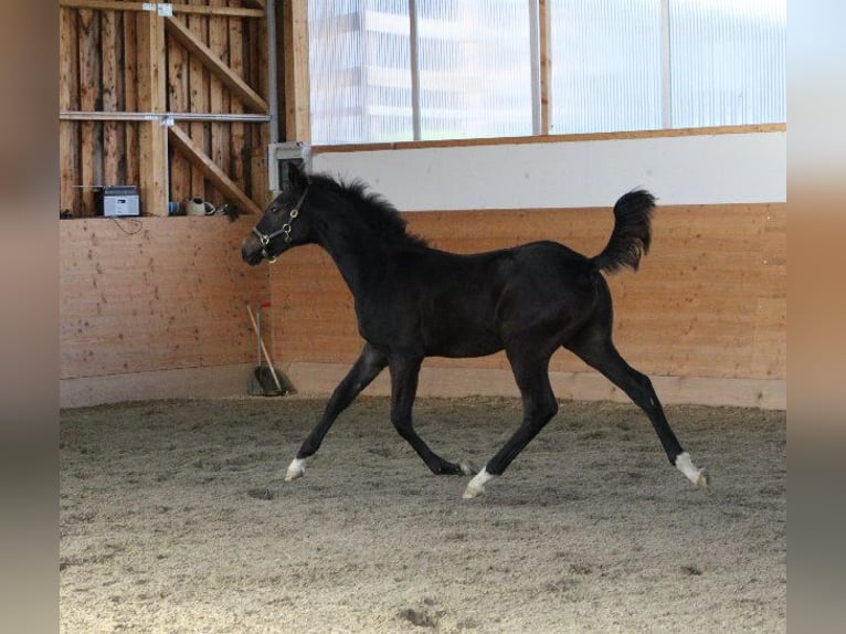 Árabe Shagya Semental 1 año Castaño in Tiefenbach