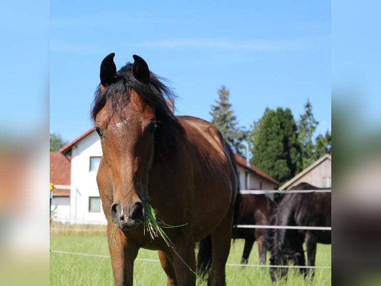 Árabe Shagya Semental 1 año Castaño in Tiefenbach