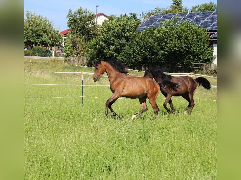 Árabe Shagya Semental 1 año Castaño in Tiefenbach