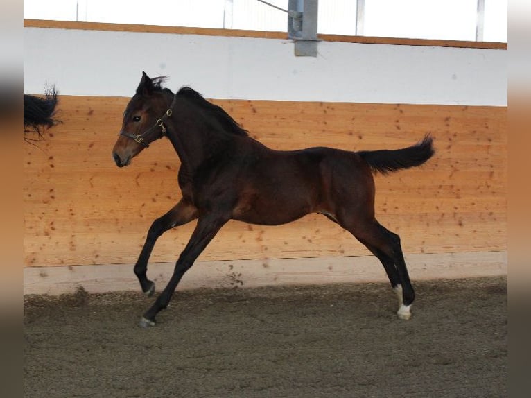 Árabe Shagya Semental 1 año Castaño in Tiefenbach