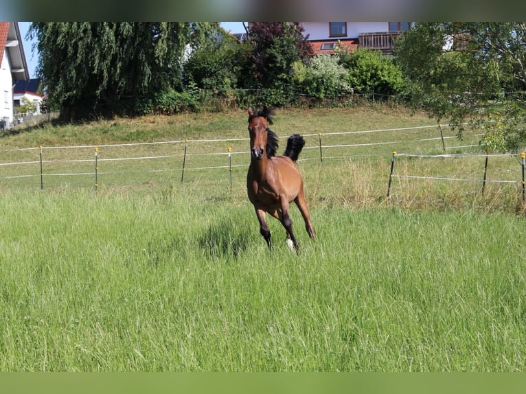 Árabe Shagya Semental 1 año Castaño in Tiefenbach
