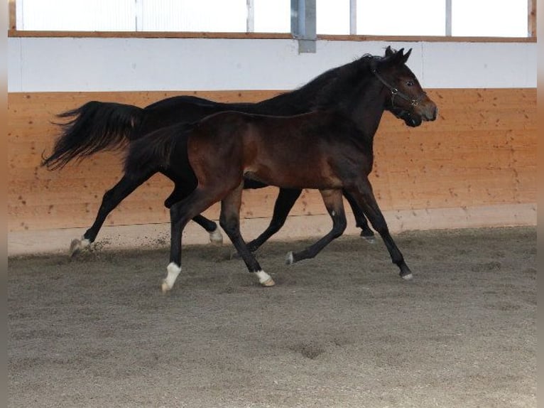 Árabe Shagya Semental 1 año Castaño in Tiefenbach