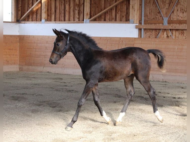 Árabe Shagya Semental 1 año Castaño in Tiefenbach