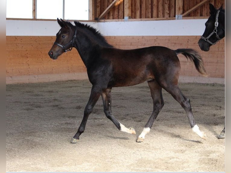 Árabe Shagya Semental 1 año Castaño in Tiefenbach