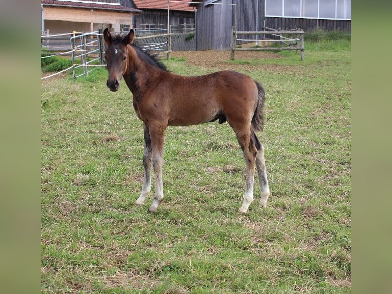 Árabe Shagya Semental 1 año Castaño in Tiefenbach