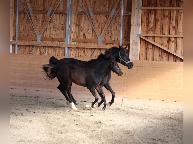 Árabe Shagya Semental 1 año Castaño in Tiefenbach