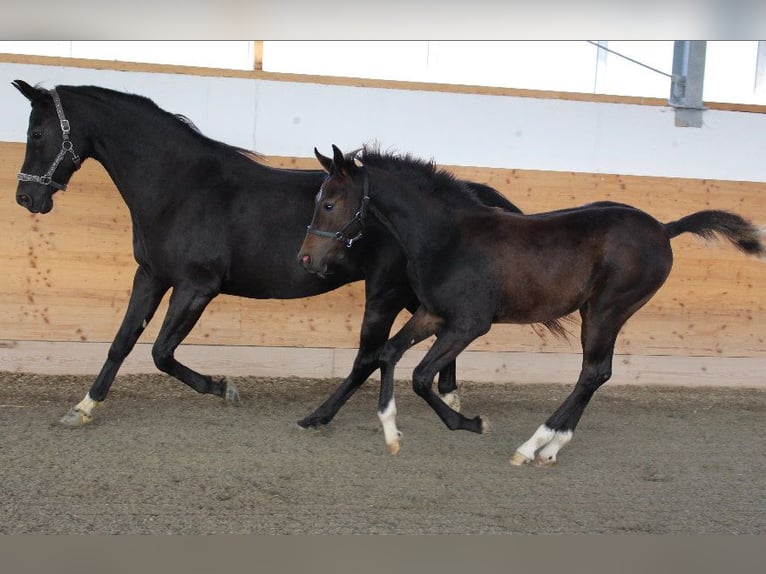 Árabe Shagya Semental 1 año Castaño in Tiefenbach