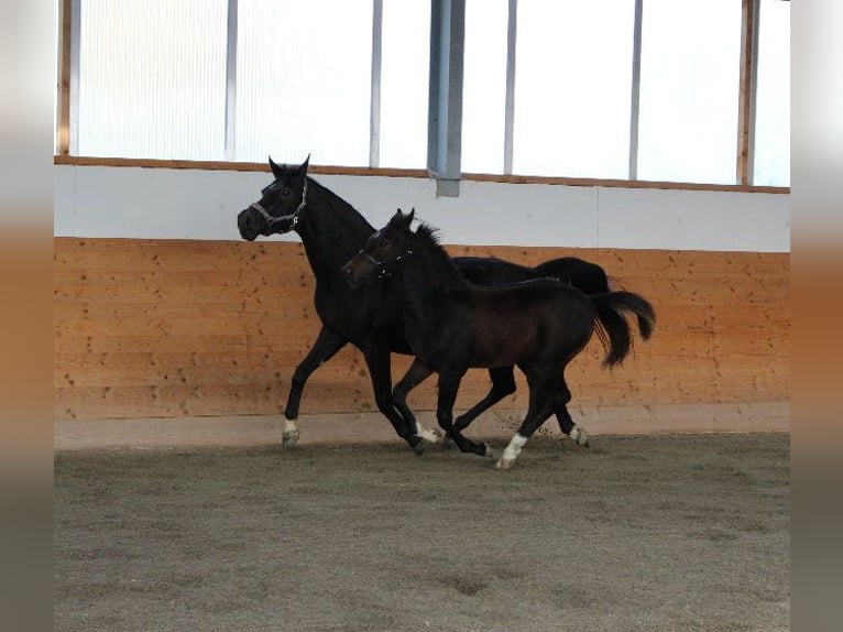 Árabe Shagya Semental 1 año Castaño in Tiefenbach