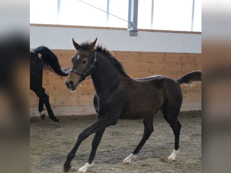 Árabe Shagya Semental 1 año Castaño in Tiefenbach